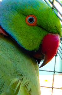 Close-up of a parrot