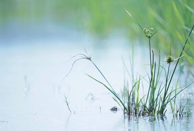 Close-up of fresh plants in water