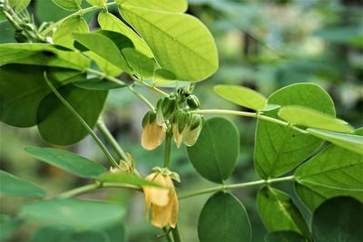 Close-up of fresh green leaves on plant