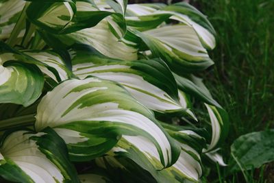 High angle view of white flowering plant