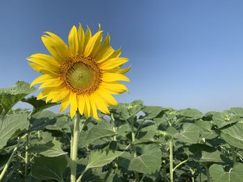 Close-up of sunflower on field against clear sky