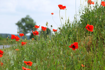 Red poppy flowers on field against sky