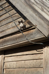 High angle portrait of a cat