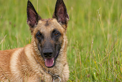 Portrait of a dog on field