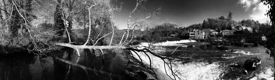 Reflection of trees in water