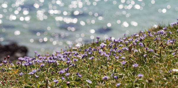 Purple flowers growing against sea on sunny day