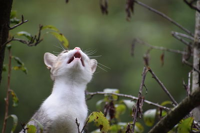 Cat looking up at sky with mouth open.  