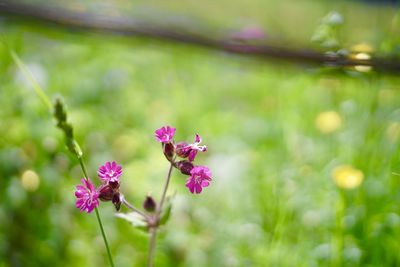 Close-up of pink flowering plant