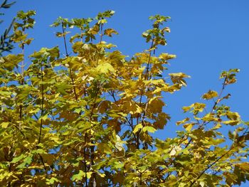 Low angle view of flower tree against blue sky