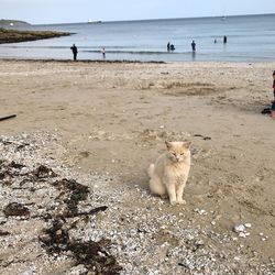 Cats view of scenic beach