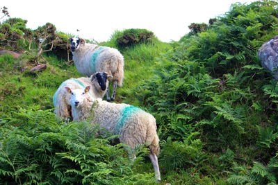 Sheep in a field