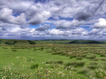 Scenic view of field against sky