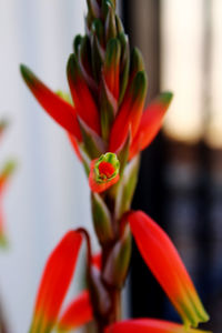 Close-up of red flowering plant