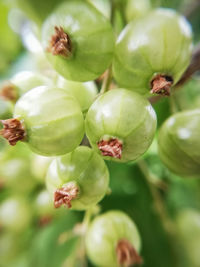 Close-up of fruits growing on tree