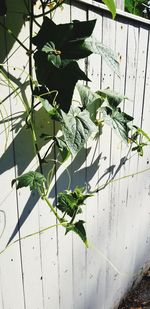 Close-up of plant against wall