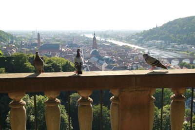 Panoramic view of birds on roof against sky