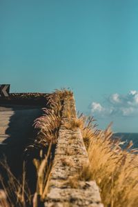 Close-up of dry plant on land against clear blue sky