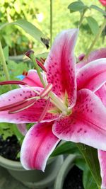 Close-up of pink day lily