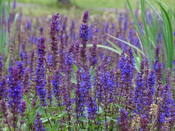 Close-up of purple flowering plants on field