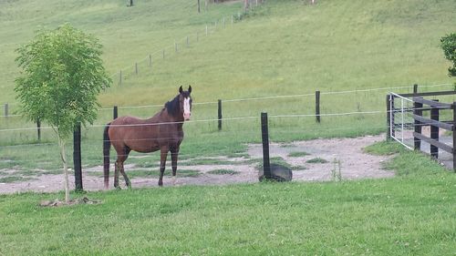 Horse standing in paddock