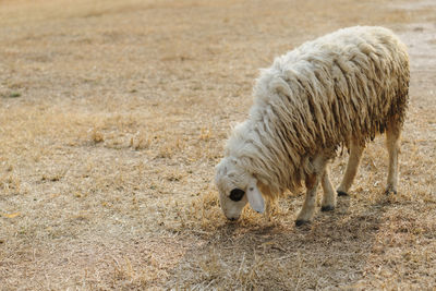 Sheep grazing in a field