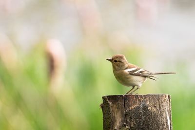 Close-up of bird perching outdoors