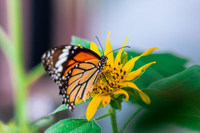 Close-up of butterfly pollinating on yellow flower