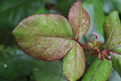 Close-up of green leaves