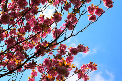 Low angle view of cherry blossoms in spring