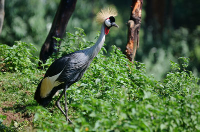 Close-up of grey heron on tree