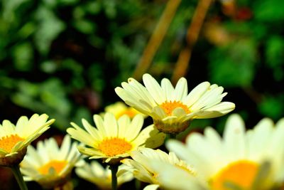 Close-up of white flowering plants