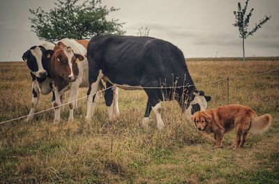 Cows and dog on grassy field