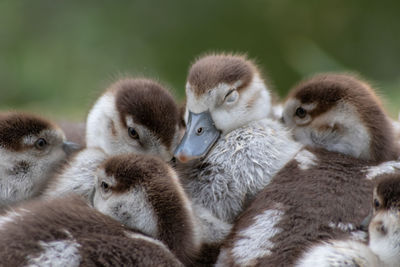 Flock of little egyptian goose ducklings cuddle in the early morning as goose family