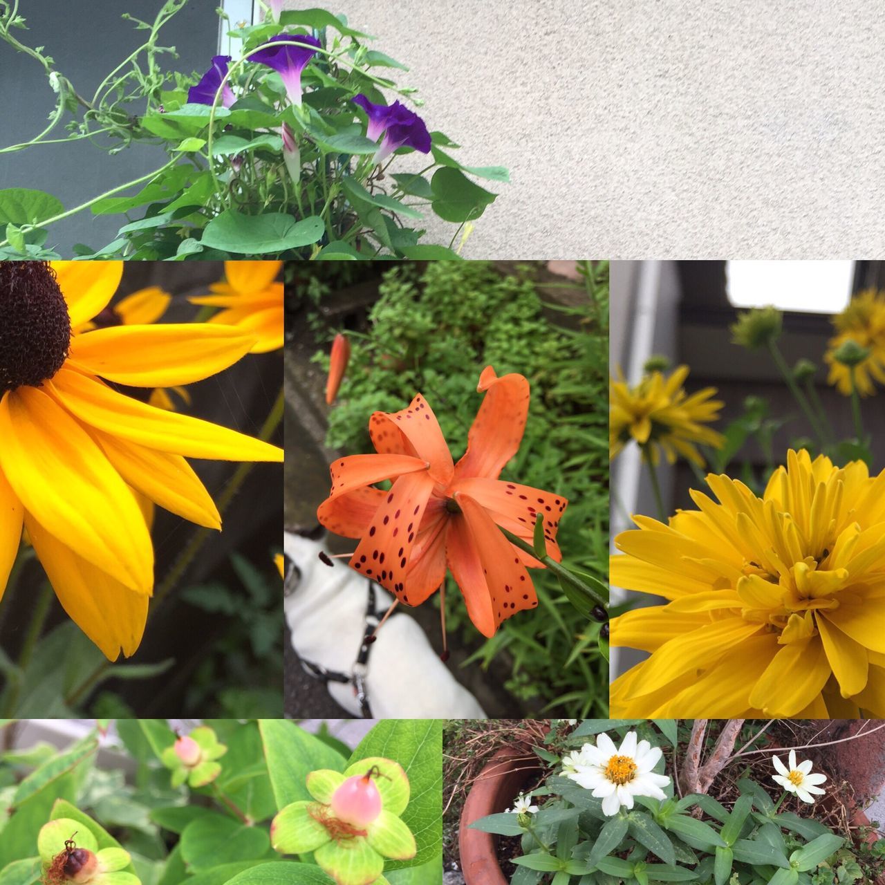 flower, petal, freshness, fragility, flower head, yellow, beauty in nature, growth, close-up, blooming, nature, plant, leaf, pollen, in bloom, focus on foreground, stamen, blossom, stem, botany, day, no people, outdoors, orange color, green color, selective focus, softness