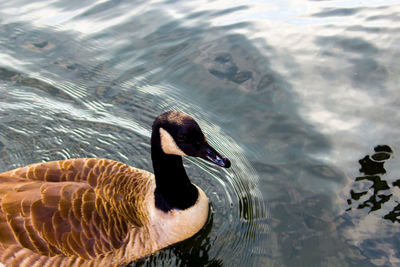 High angle view of duck swimming in lake