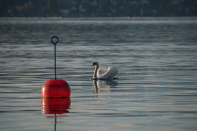 Duck swimming on lake