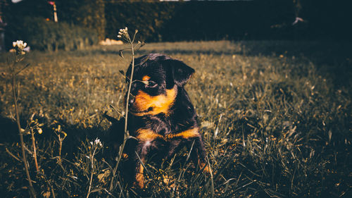 Dog looking away on field
