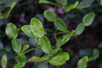 Close-up of green leaves