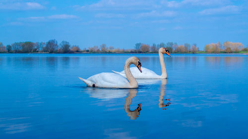 High angle view of large mute swan swans swimming in lake with reflection