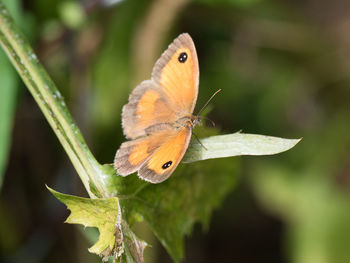 Butterfly perching on leaf