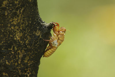 Close-up of insect on tree trunk