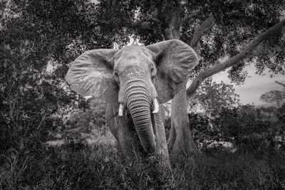 View of elephant in forest