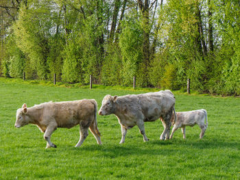 White cows on a field in gemany