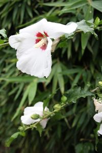 Close-up of white flower blooming outdoors