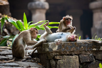 Monkeys sitting outdoors