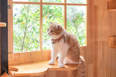 Dog sitting on window at home