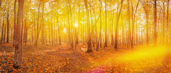 Low angle view of trees in forest