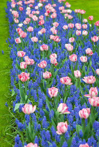 Close-up of flowers blooming on field