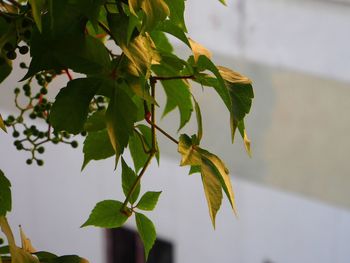 Close-up of plant