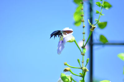 Close-up of insect on purple flower